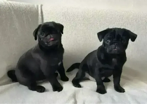 Reinrassige Mops Welpen Bild 4