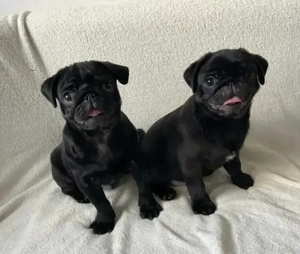 Reinrassige Mops Welpen Bild 6