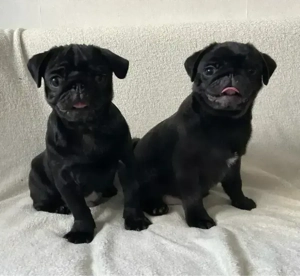 Reinrassige Mops Welpen Bild 5