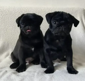 Reinrassige Mops Weplen