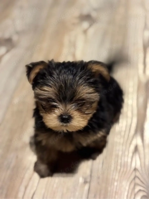 Ein bezaubernder Yorkshire-Terrier-Welpe