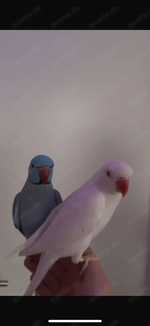 vögel ( Halsbandsittiche) handzahm+ Sprechen