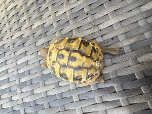 griechische Landschildkröte Thb Nachzucht von 2024 abzugeben