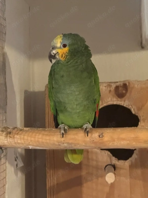 Venezuelaamazone (ältere Zuchthenne)