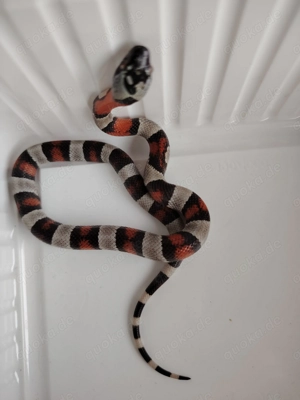 1,0 Lampropeltis alterna blairi NZ25