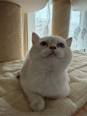 BKH Bärchen dürfen ausziehen 