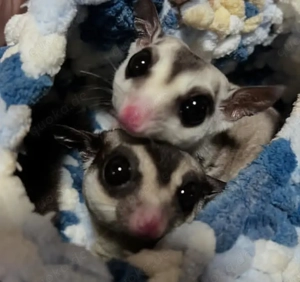 Klassischer Sugar Glider erhältlich