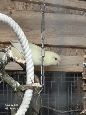 Ziegensittiche  Bild 2