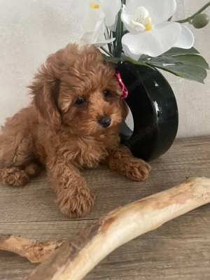 Toy Pudel in Redbraun