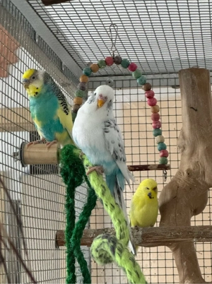 9 Wellis suchen ein neues zu Hause   