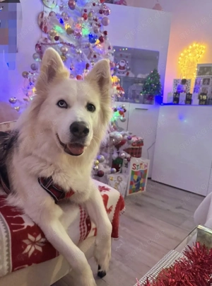 bitte lesen kein verkauf sondern Dogsharing Bild 2