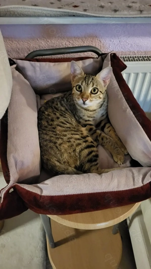 Savannah -Bengal F6 Bild 4