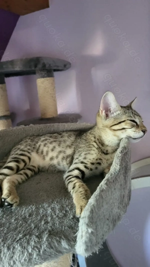 Savannah -Bengal F6 Bild 2