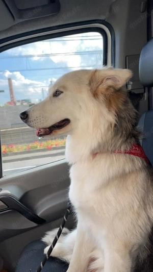 bitte lesen kein verkauf sondern Dogsharing Bild 4