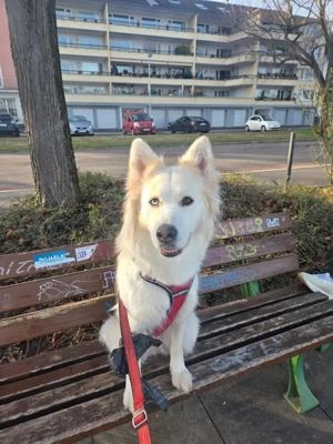 bitte lesen kein verkauf sondern Dogsharing Bild 3