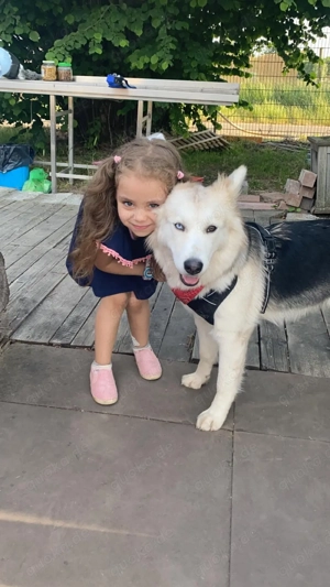 bitte lesen kein verkauf sondern Dogsharing Bild 5