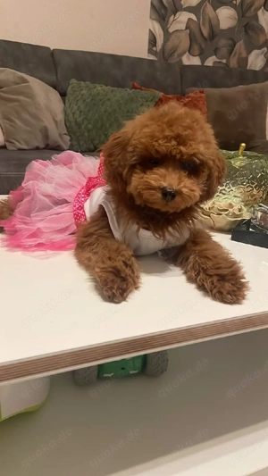 Toy Pudel welpen  n Redbraun