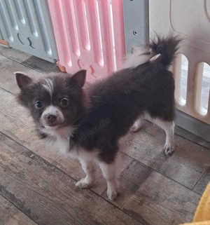 1 Pomchi Welpe sucht noch ein Zuhause 