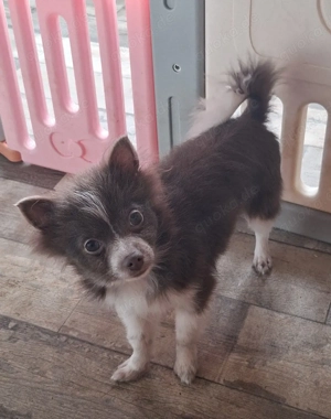1 Pomchi Welpe sucht noch ein Zuhause 
