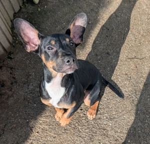 3 mega tolle Rüden suchen ihr Traumzuhause   