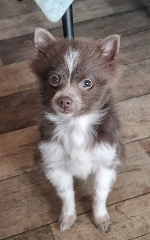 1 Pomchi Welpe sucht noch ein Zuhause 