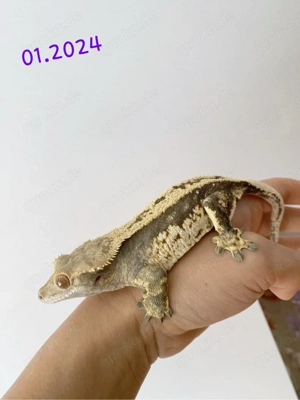 Kronengecko Weibchen (0.1)