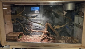 königsphyton mit terrarium 