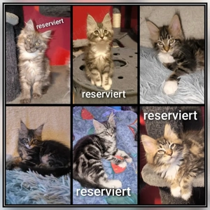 noch zwei sanfte Riesen suchen ihren Dosenöffner 