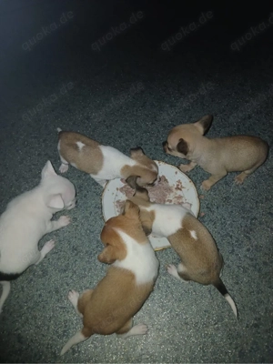 chiuhua welpen such dringend ein neues zuhause 