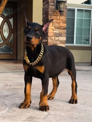 Niedliche Dobermann-Welpen bereit für liebevolle Zuhause