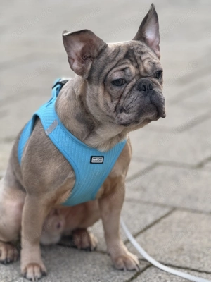 Französische Bulldogge merle 9 Monate alt 