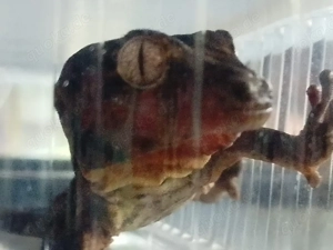 Flechtengecko Mniarogekko Chahoua
