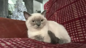 liebe Kater, abzugeben