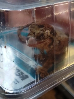 Felchtengecko Mniarogecko Chahoua .