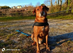 Ich bin BALU    und ich sehne nach einem eigenen Zuhause Bild 8