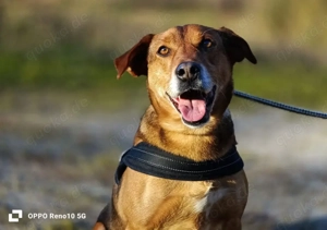 Ich bin BALU    und ich sehne nach einem eigenen Zuhause Bild 7