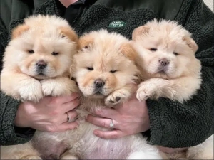 Sweet Chow chow welpen