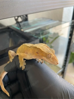 Verkaufe Kronengecko Weibchen ca. 2 1 2 Jahre alt (Pet Only)