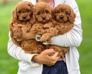 Maltipoo mini welpen