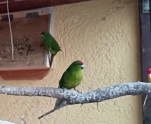 Ziegensittich,Springsittich Bild 2