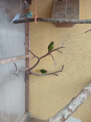 Ziegensittich,Springsittich Bild 5