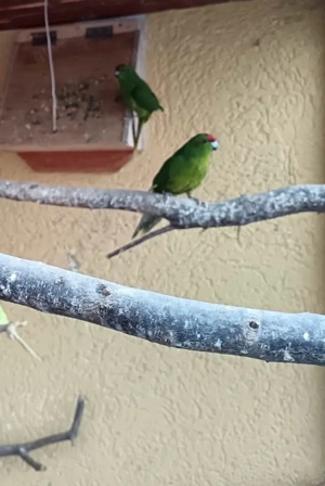 Ziegensittich,Springsittich Bild 3