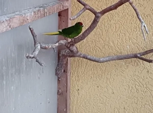 Ziegensittich,Springsittich