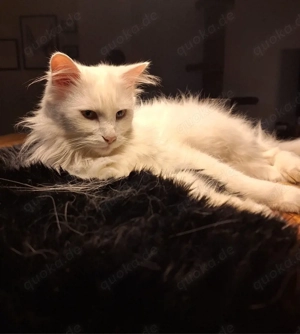Zuhause gesucht für besonderen Türkisch-Angora-Kater (taub, Einzelprinz mit Freigang)