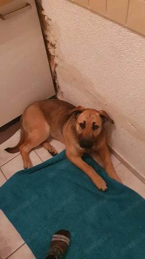 Verkaufe 4- Monate alte Hündin Bild 2