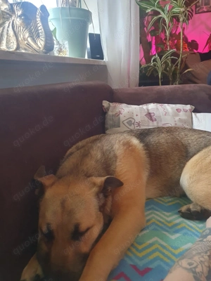 Verkaufe 4- Monate alte Hündin Bild 3