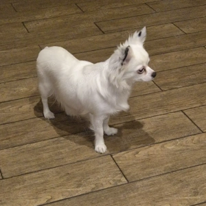 Chihuahua Rüde  Bild 4