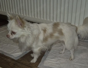 Chihuahua Rüde  Bild 3