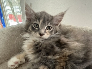 Maine Coon Mädchen Abgabebereit