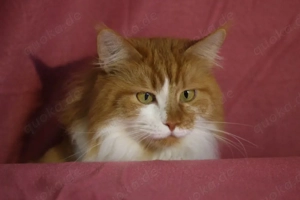 Main Coon, sucht neues zuhause (6,5 jahre